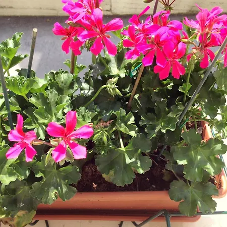 Hotel Cinzia Villanova Mondovì